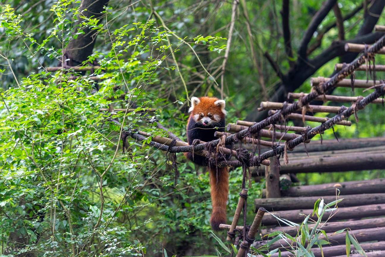 Family Panda & Imperial City · Beijing Chengdu 7 Days